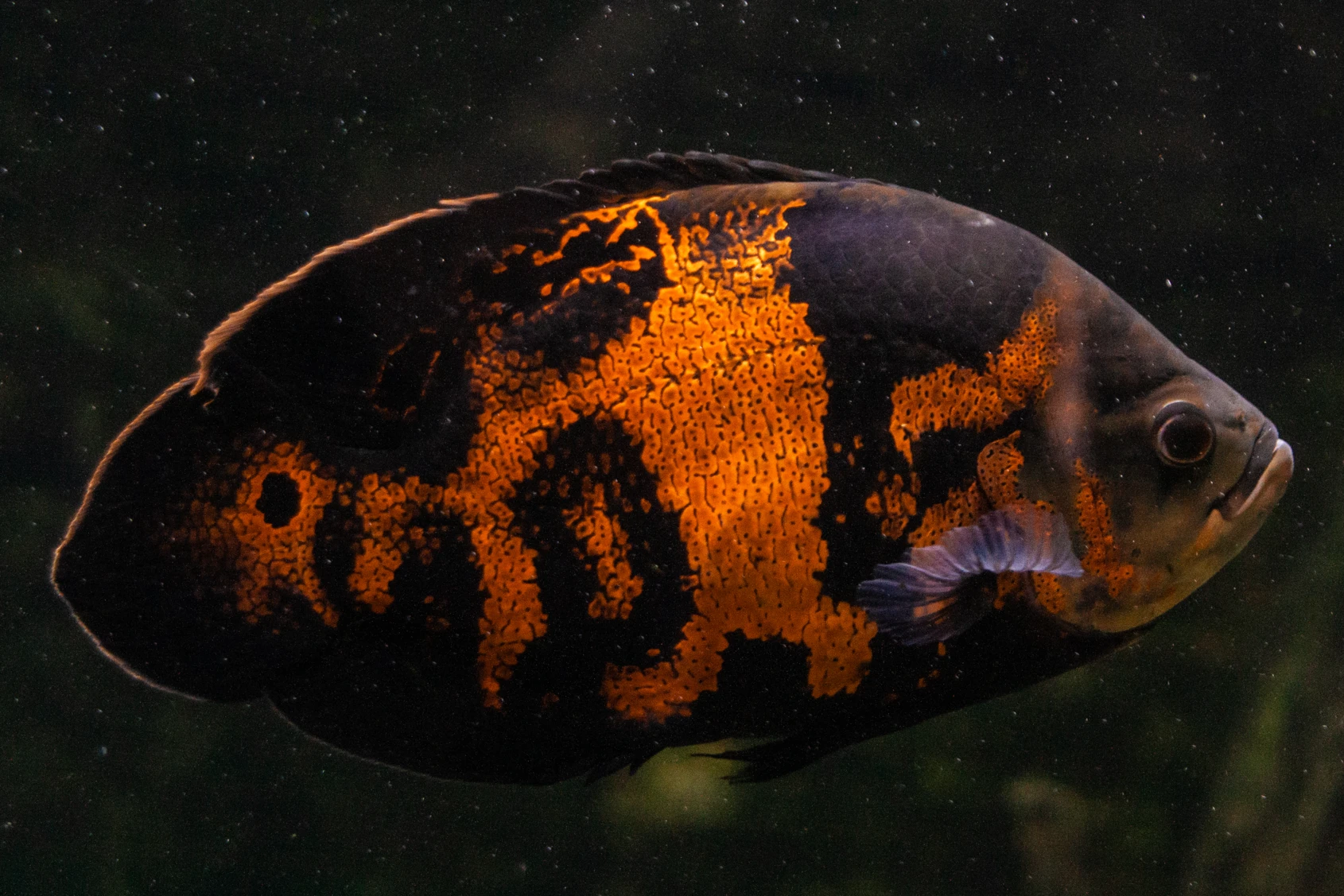 Oscar Fish Astronotus Ocellatus